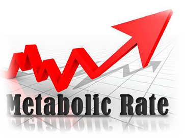 Metabolism Rate