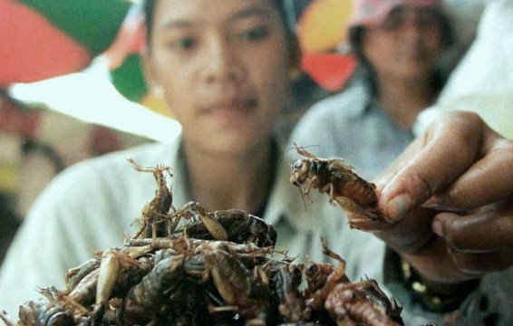 New Weight Loss Option eat Insects