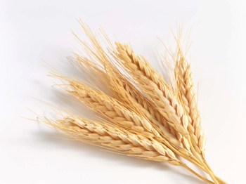 Whole-Grain