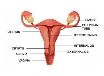 facts about female genitals