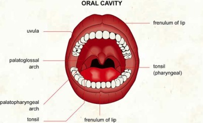 oral-cavity