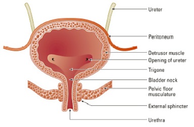 Bladder Infection-Steps to Thwart Infection and to keep it Healthy